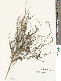 Beta maritima image