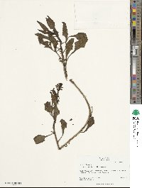 Beta maritima image