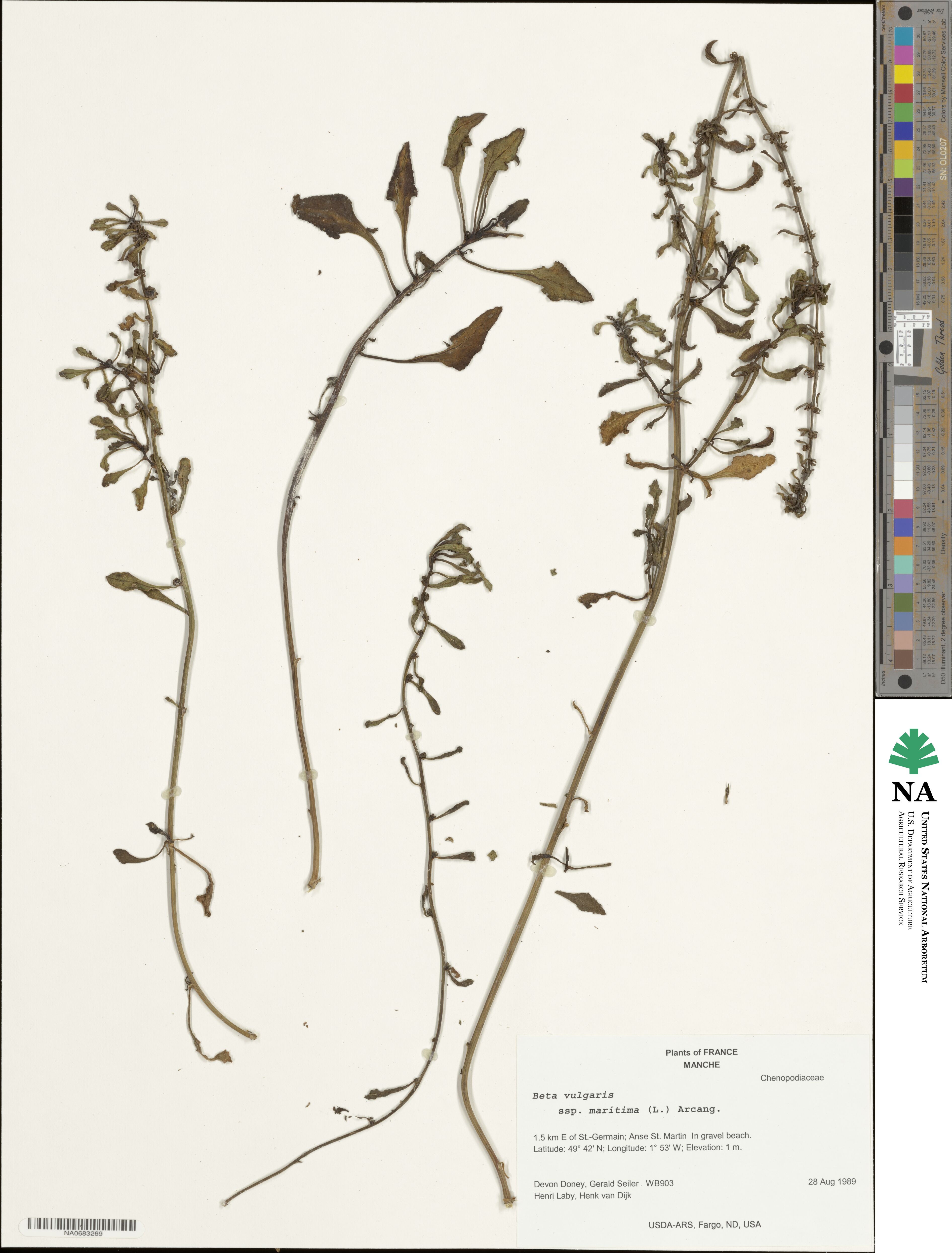 Beta maritima image