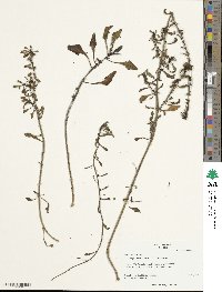 Beta maritima image