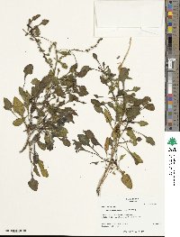 Beta maritima image