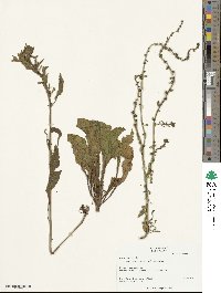 Beta maritima image