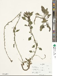 Beta maritima image