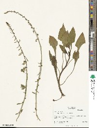 Beta maritima image