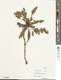 Beta maritima image