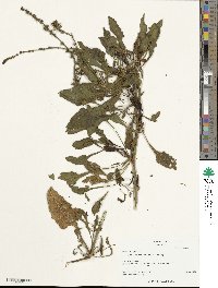 Beta maritima image