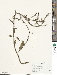 Beta maritima image