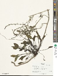 Beta maritima image