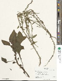 Beta maritima image