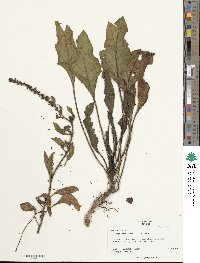 Beta maritima image