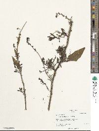 Beta maritima image