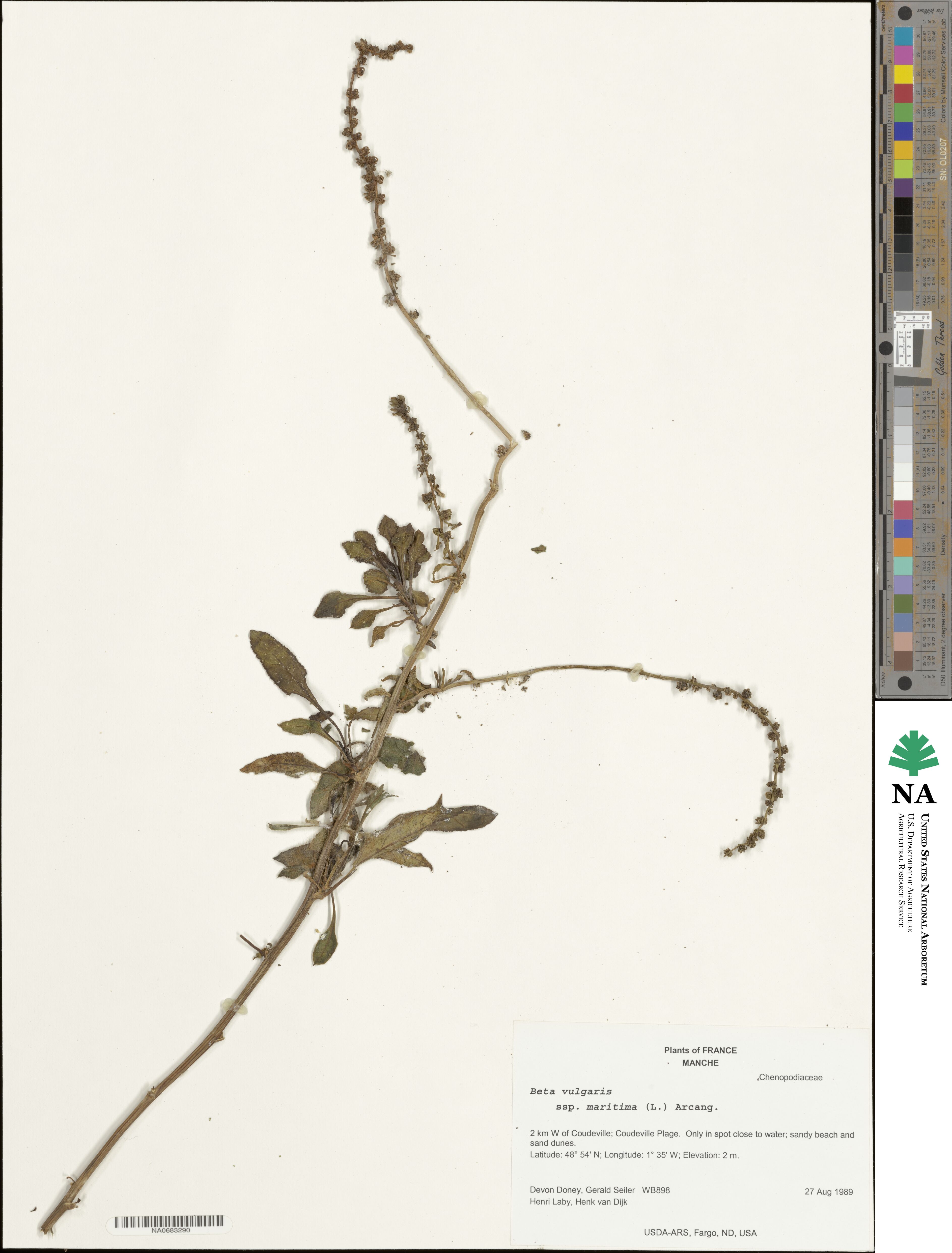 Beta maritima image