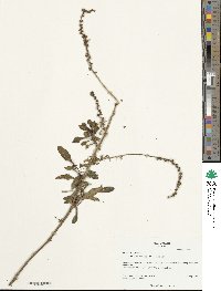 Beta maritima image