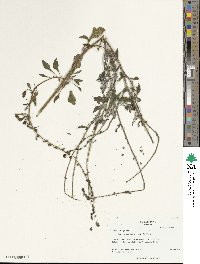 Beta maritima image