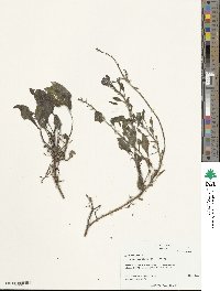 Beta maritima image