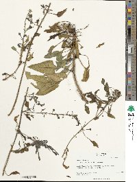 Beta maritima image