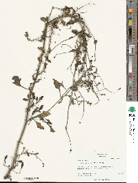 Beta maritima image