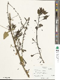 Beta maritima image