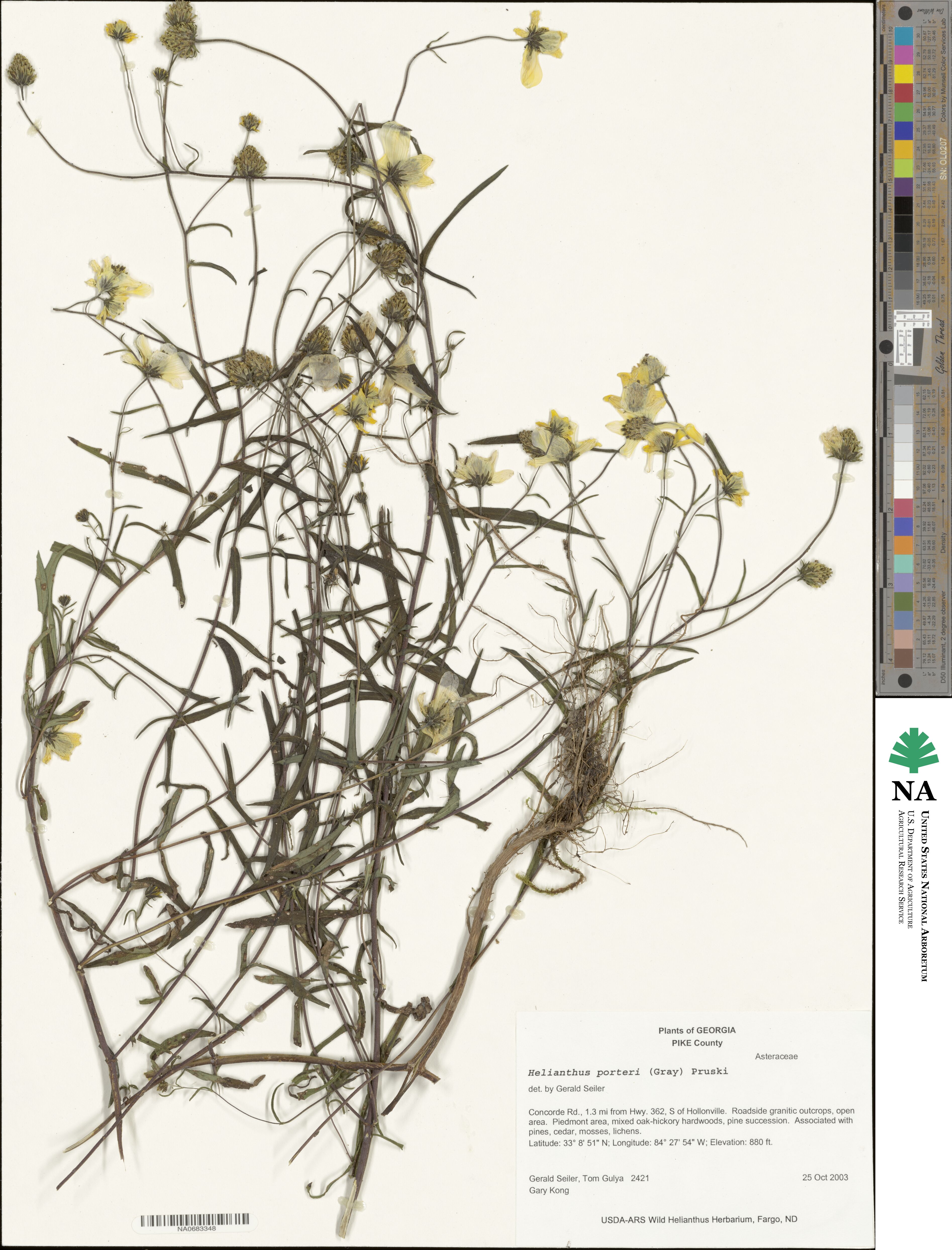 Helianthus porteri image
