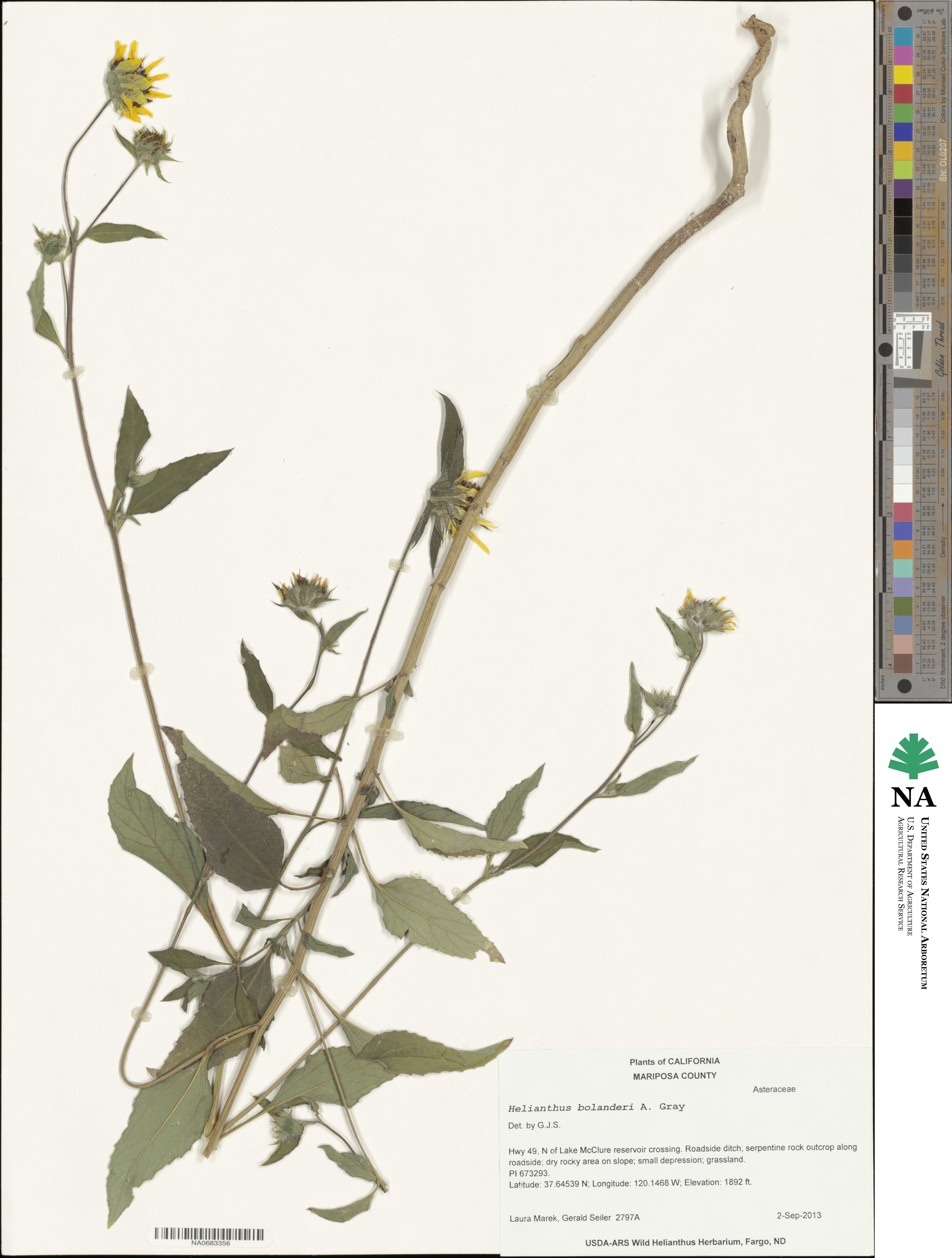 Helianthus bolanderi image