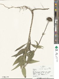 Helianthus pauciflorus image