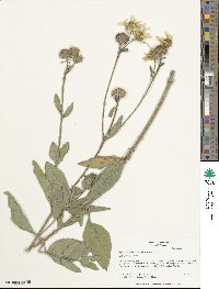 Helianthus pumilus image