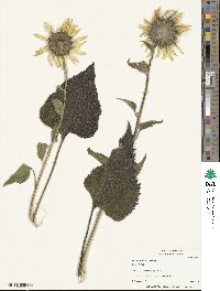 Helianthus annuus image