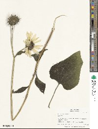 Helianthus annuus image