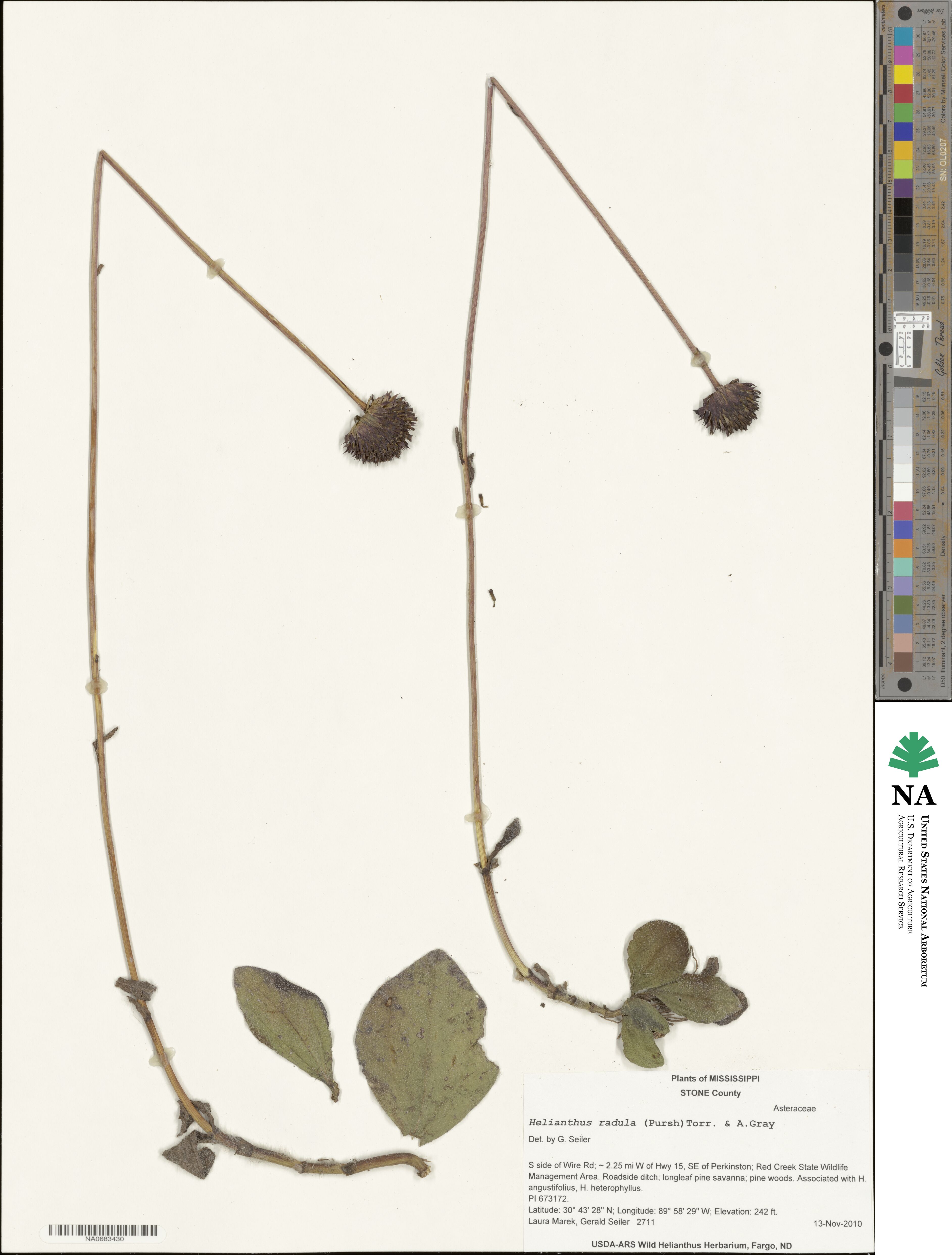 Helianthus radula image