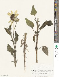 Helianthus annuus image