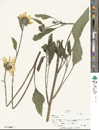 Helianthus annuus image