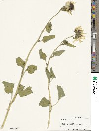 Helianthus annuus image