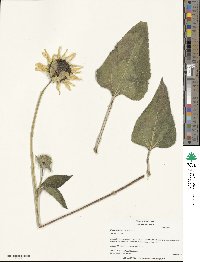 Helianthus annuus image