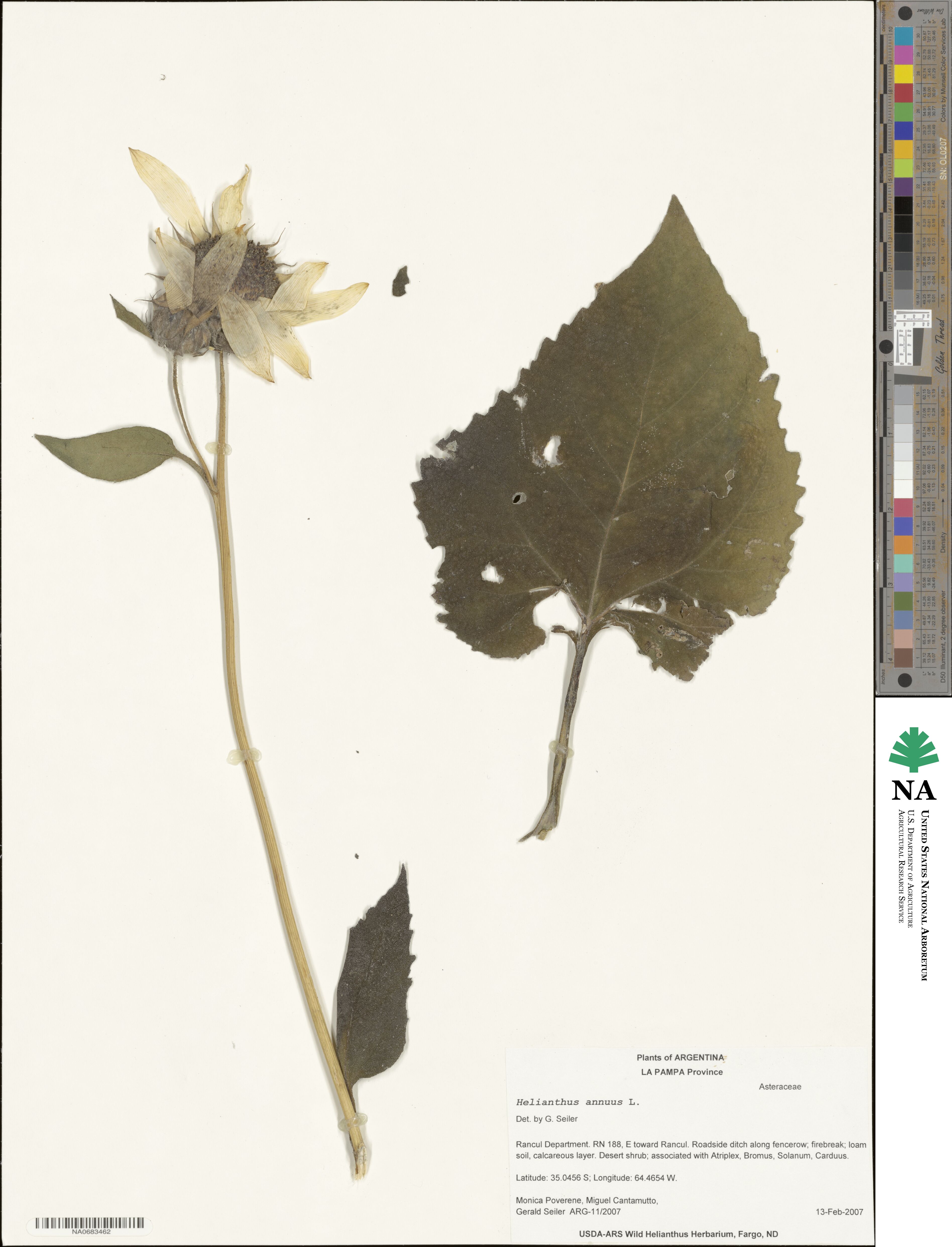 Helianthus annuus image