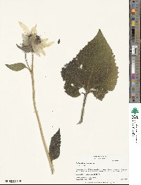 Helianthus annuus image