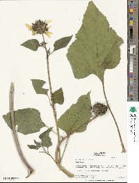 Helianthus annuus image