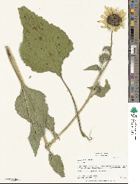 Helianthus annuus image