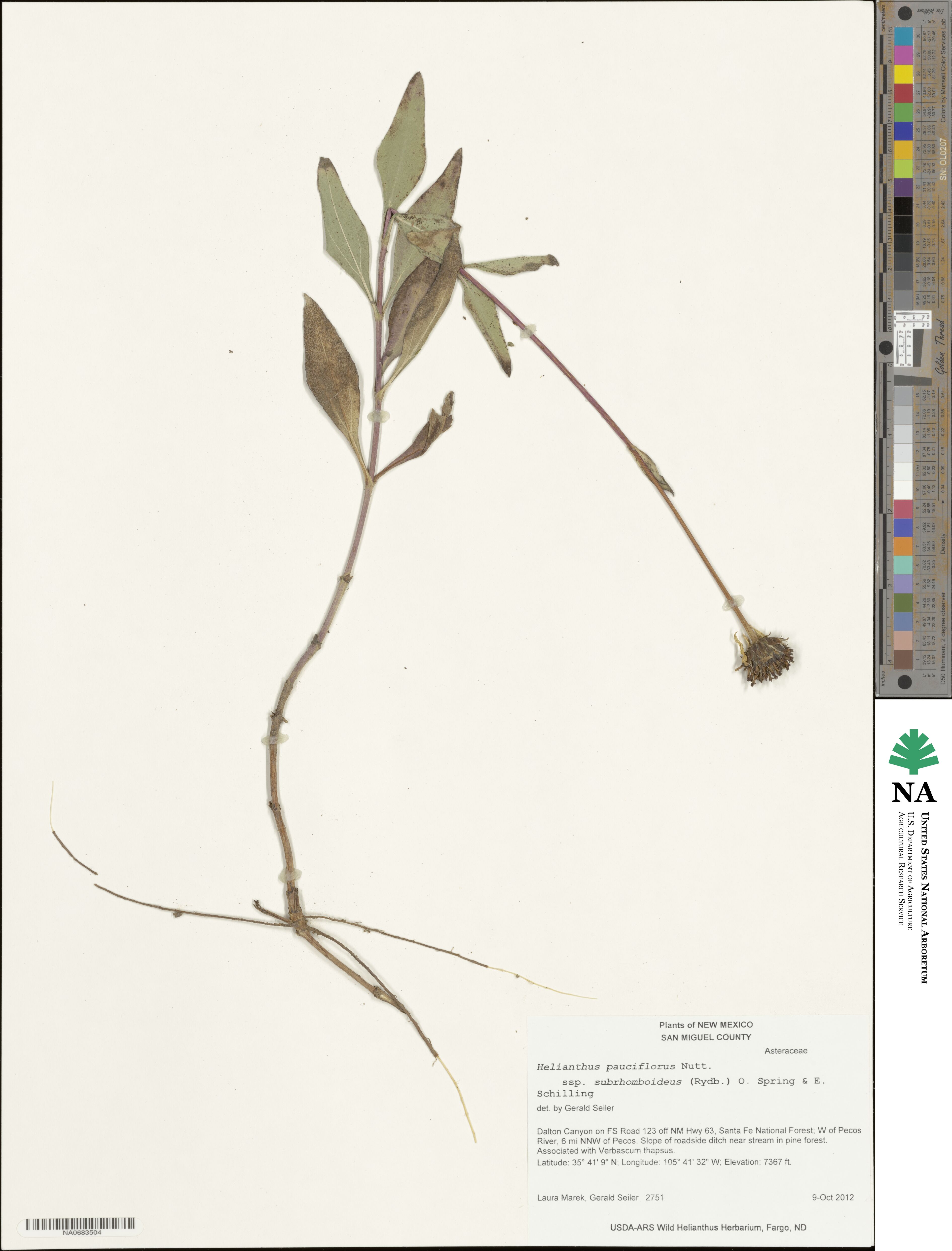 Helianthus pauciflorus subsp. subrhomboideus image