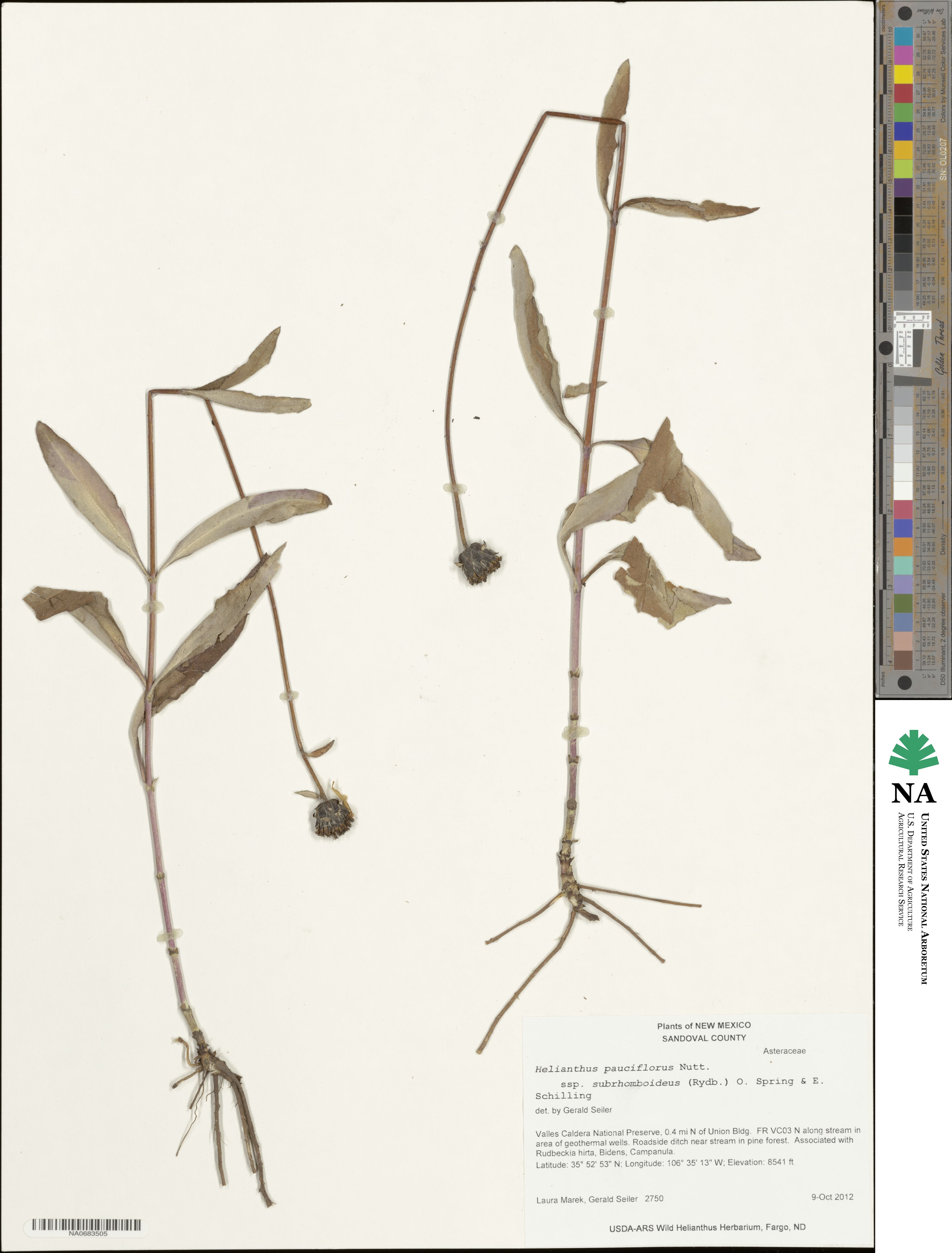 Helianthus pauciflorus subsp. subrhomboideus image