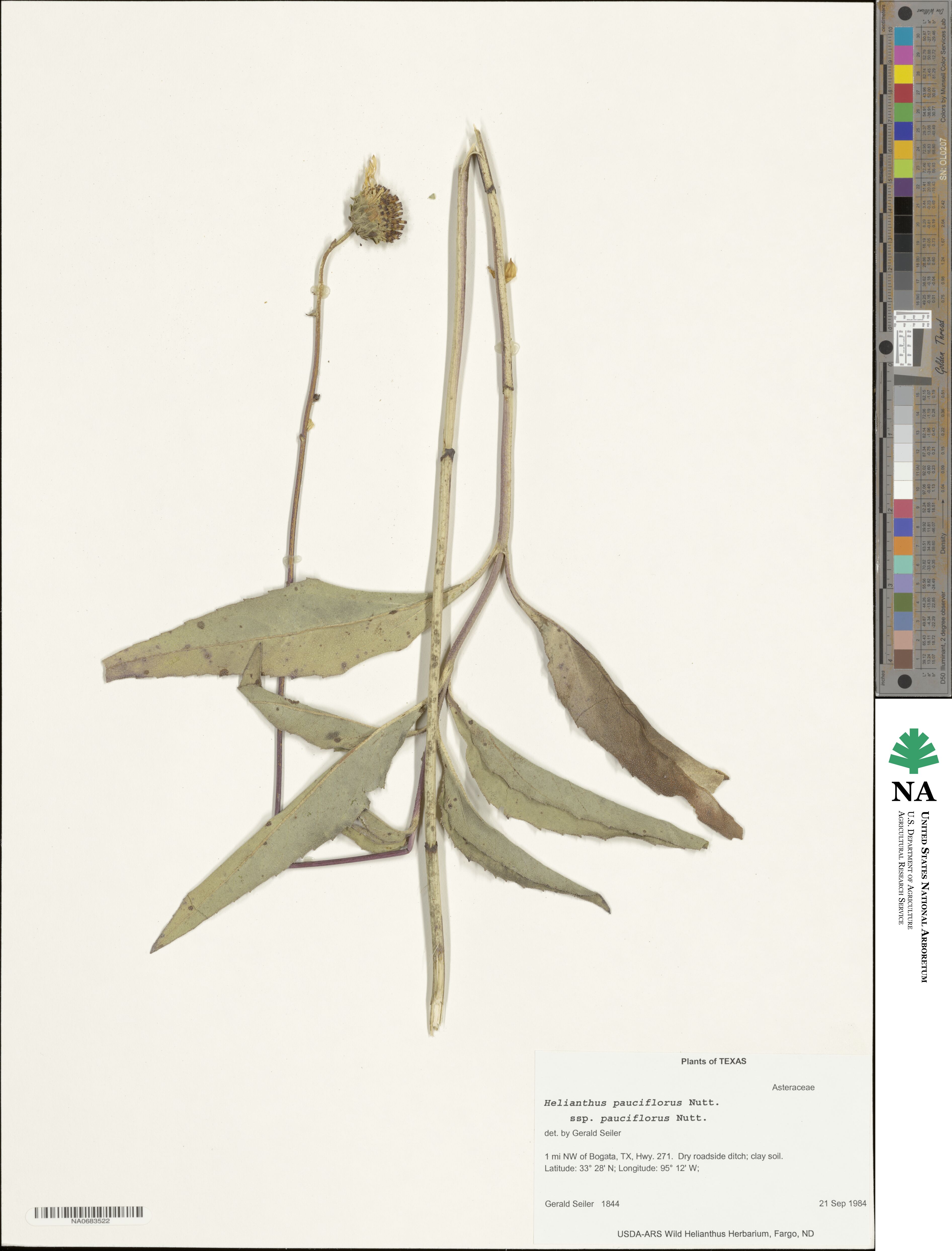 Helianthus pauciflorus image