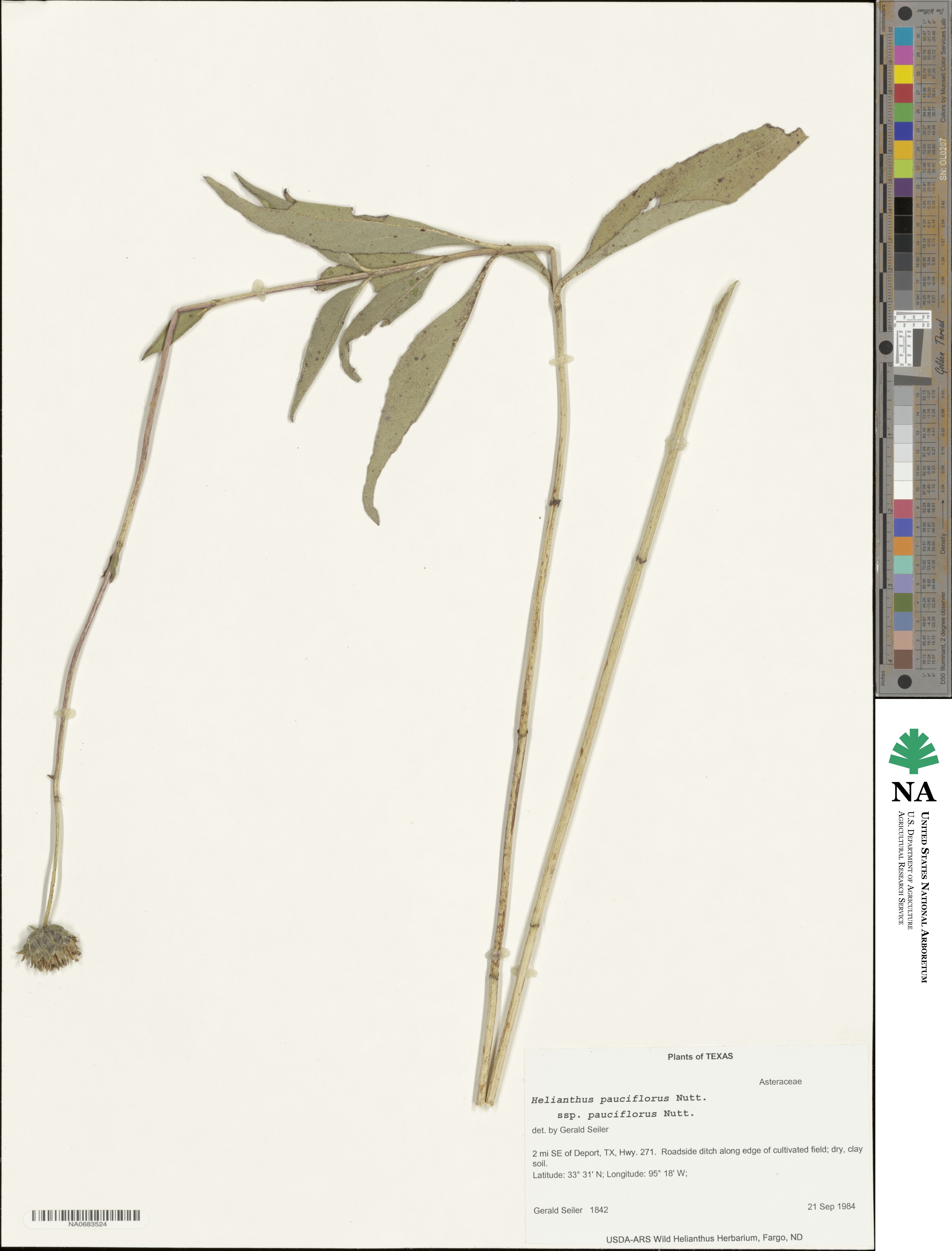 Helianthus pauciflorus image