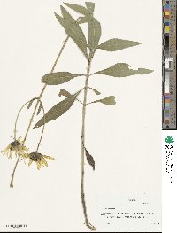 Helianthus pauciflorus image