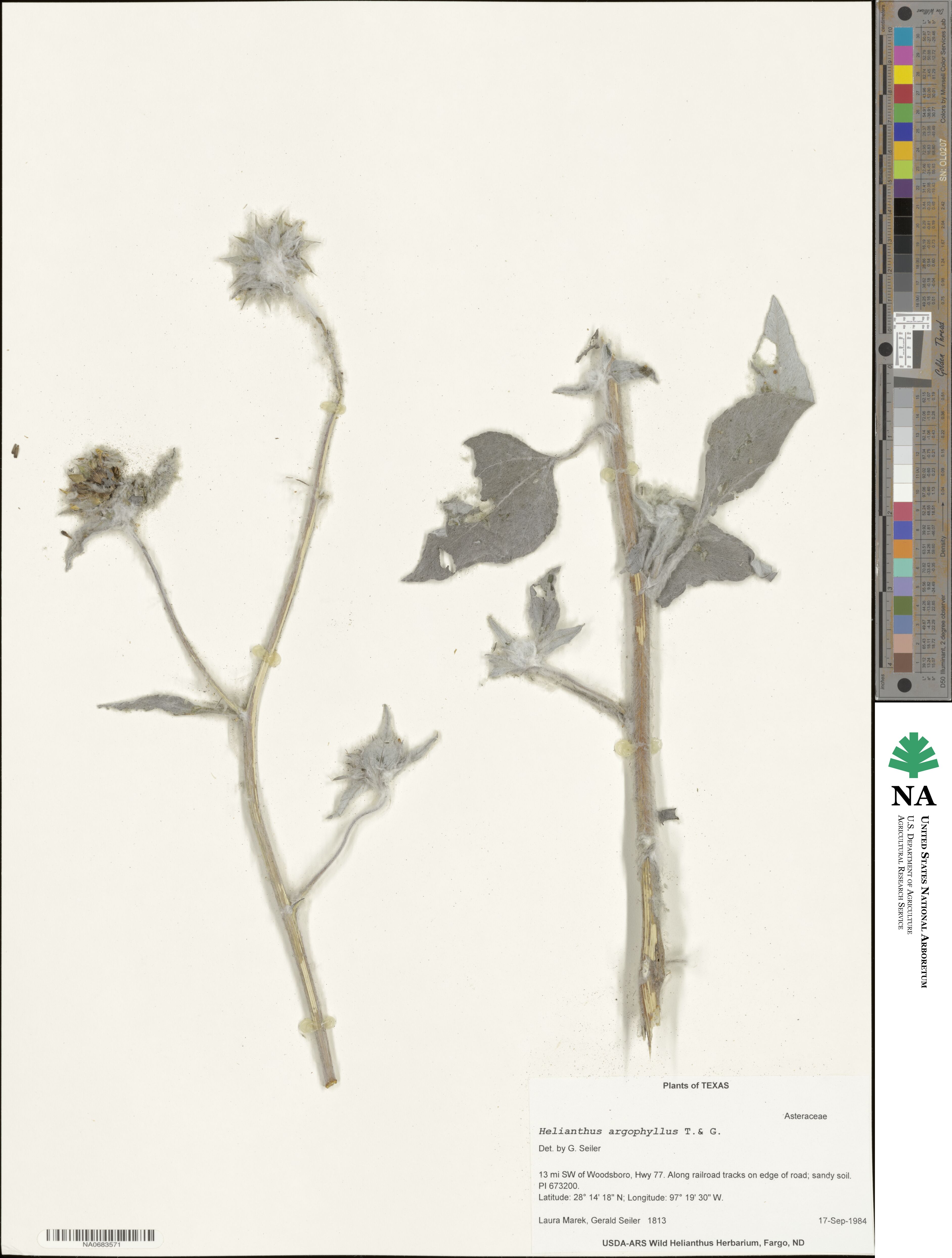 Helianthus argophyllus image