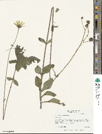 Helianthus atrorubens image