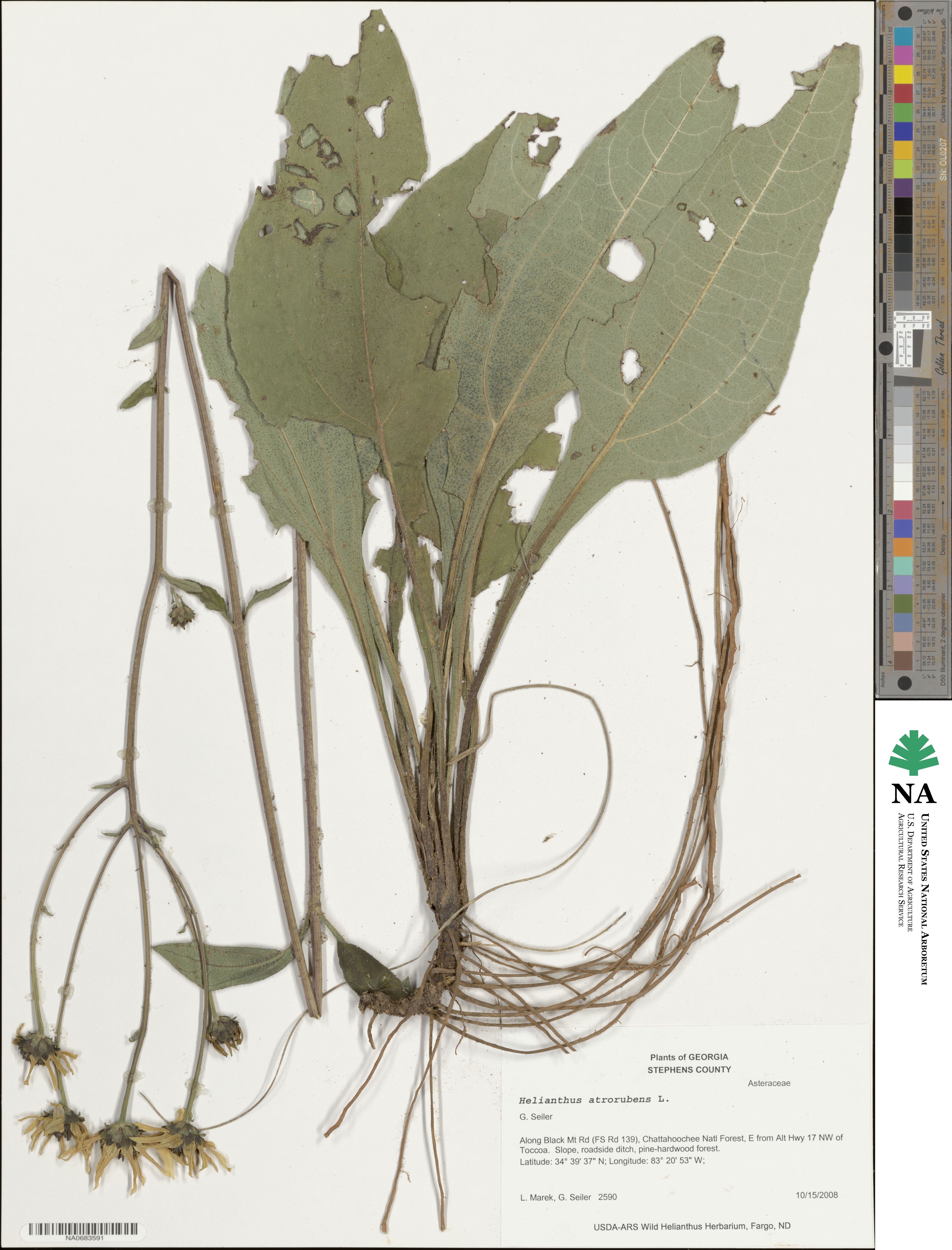 Helianthus atrorubens image