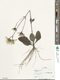 Helianthus atrorubens image