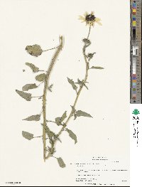 Helianthus petiolaris image