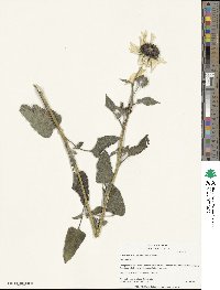 Helianthus petiolaris image