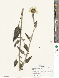 Helianthus petiolaris image