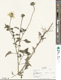 Helianthus petiolaris image